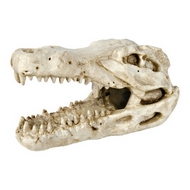 Crâne de crocodile 14 cm