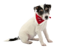 Collier Noël avec bandana pour chiens et chats XS à L